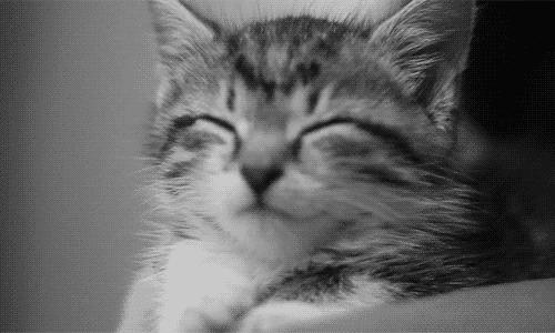 猫咪会笑吗表情,猫咪会笑