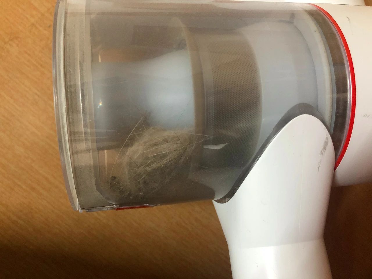 养猫后满屋子毛怎么办,家里养猫掉毛怎么处理