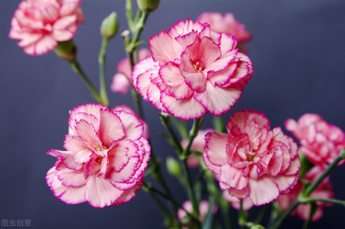 送花100个常识,送花常识