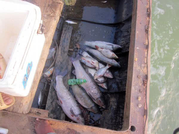 黑坑清江鱼钓鱼技巧和方法,网箱钓鱼技巧视频教程