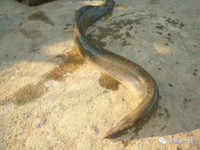 十种常见的水生动物,鳅科动物图片