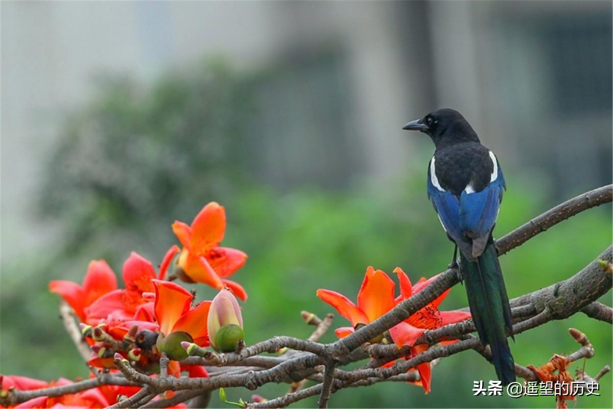 猪来穷狗来富夜猫上门有什么讲究,俗语说猪来穷狗来富怎么解啊