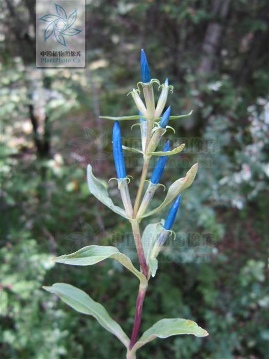 神农本草经中的药材图片,神农本草经高清彩图