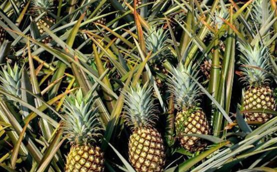 南国四大果品有哪几种,南国四大果菠萝