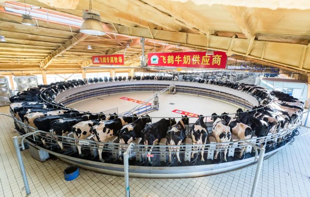 奶粉龙头飞鹤,中国飞鹤奶粉深度分析