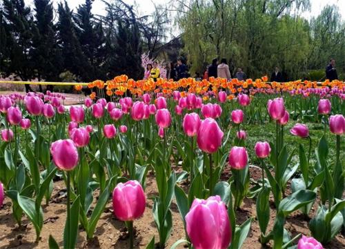 郁金香开了花了剪掉放哪里,郁金香开完后长的侧芽要掐掉吗