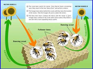 蜜蜂的八大未解之谜！诺贝尔奖获得者揭开了其中一个