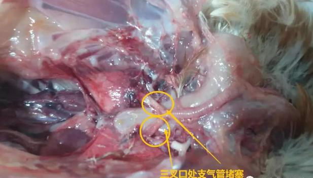鸡支气管堵塞最快解决办法,鸡急性支堵用什么药最有效