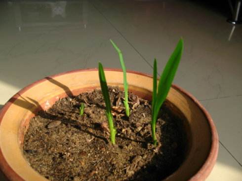 5月份可以给香雪兰起球吗,香雪兰花养殖方法和注意事项