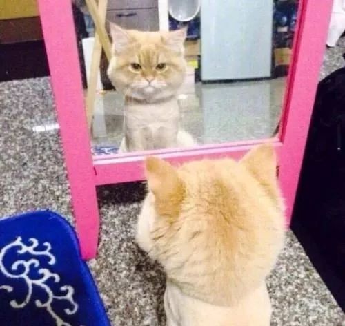 当猫咪剃了毛之后,春天猫咪剃了毛一直发抖