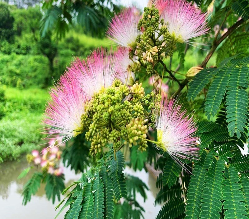 落叶果树种植方法,落叶树种植