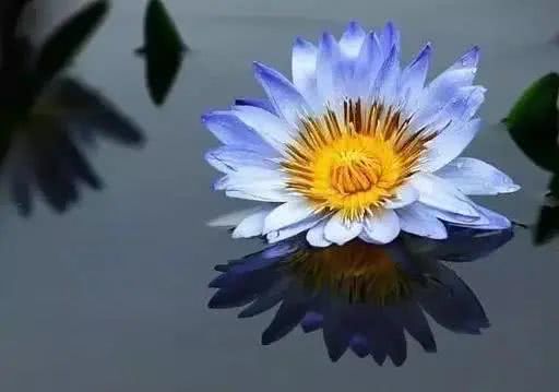 世界上十大鲜花排名图片,世界十大漂亮名贵花卉