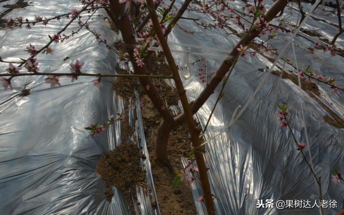 桃树开春管理视频,大棚桃花期用什么药