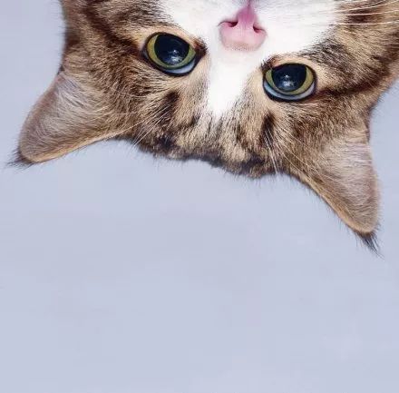 品牌IP火到你不敢认，星巴克“猫爪杯”竟能卖到1348元