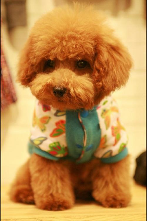 泰迪犬应该如何养,泰迪犬怎么养吃什么