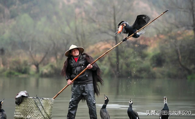 鱼鹰入水抓鱼,鱼鹰抓鱼有多厉害