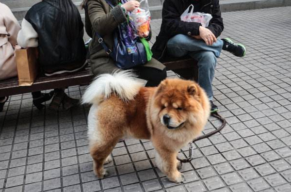 狗狗新到一个环境走丢了,狗狗走丢该怎么寻找它