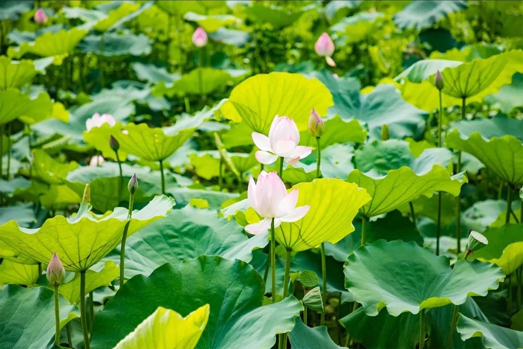 最美湖泊小众风景,最美湖泊西湖