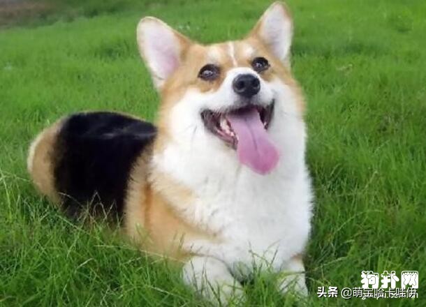 威尔士柯基犬的优点和缺点,柯基犬优点和缺点