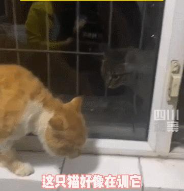 长沙阳光安置小区流浪猫,长沙有流浪猫的小区