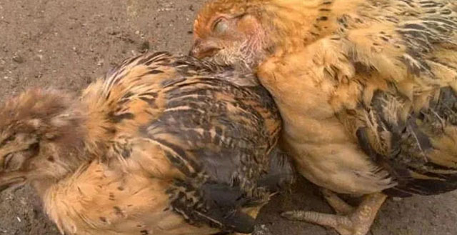 养的鸡头肿大用什么药治疗,鸡头肿是什么病怎么治