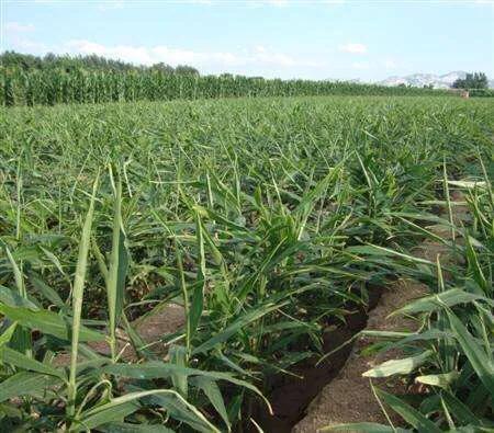 为什么生姜会长白毛,为什么生姜长了很多毛