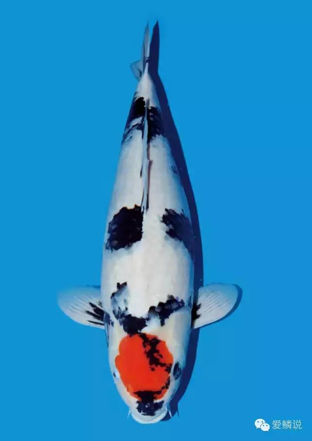 收藏清洁小妙招,收藏养花除虫小妙招