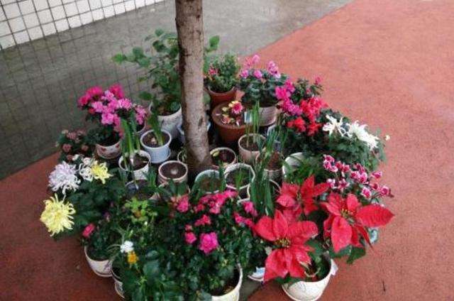 养花万能营养液2500,养花万能生根水