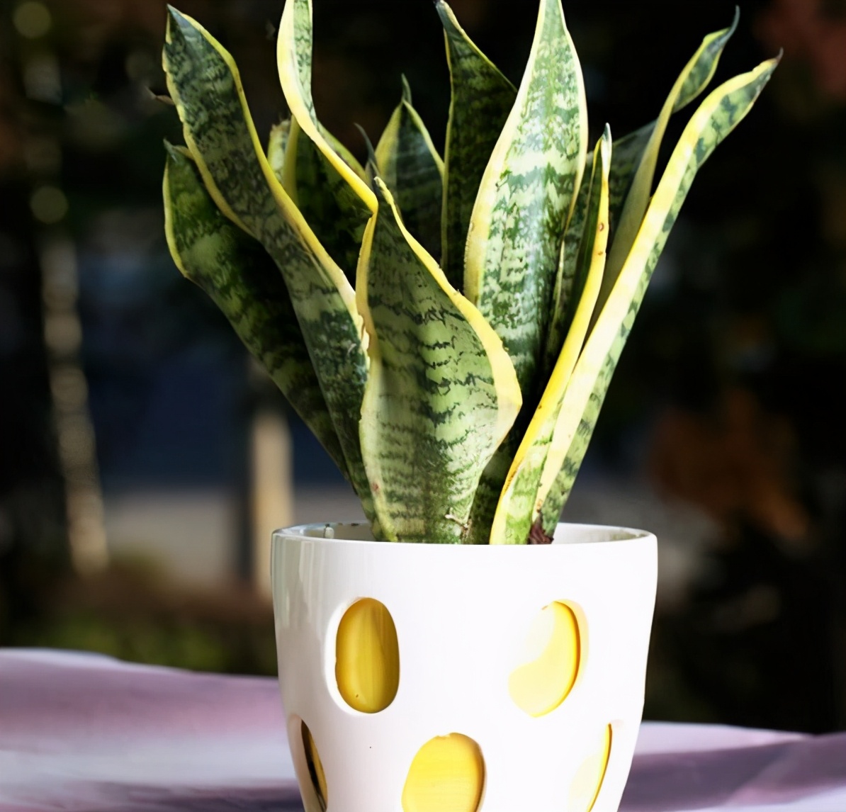 北方冬天如何制作黄豆肥水养花,黄豆水养花的方法和注意事项