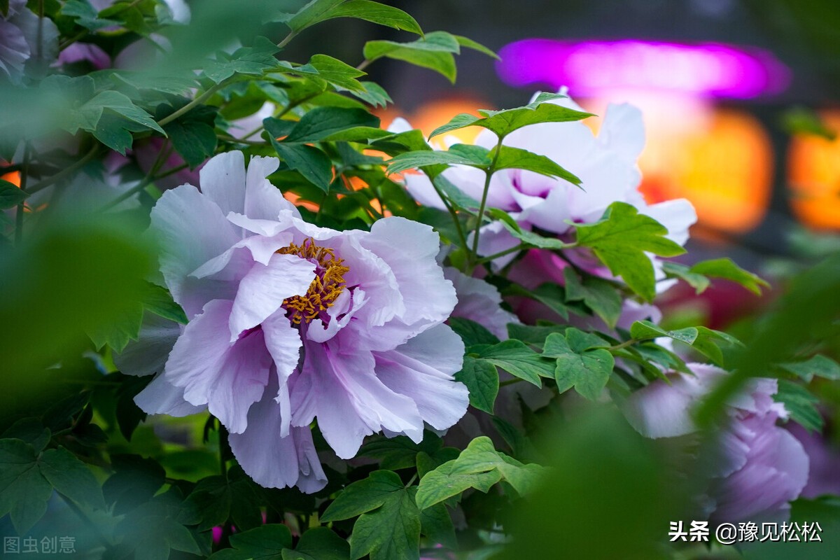 洛阳为什么成为第二大城市,洛阳在中国城市发展中的地位