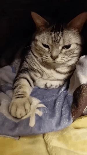 猫咪和主人的温馨时刻,和猫咪快乐的瞬间