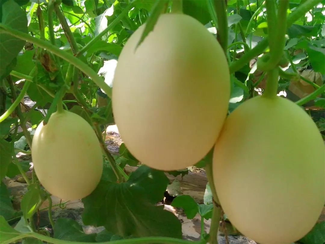 又到了吃瓜的季节说说,现采摘应季香瓜营养价值和功效