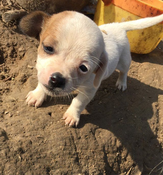 狗狗的眼里含着泪,狗狗的眼睛有分泌物怎么处理