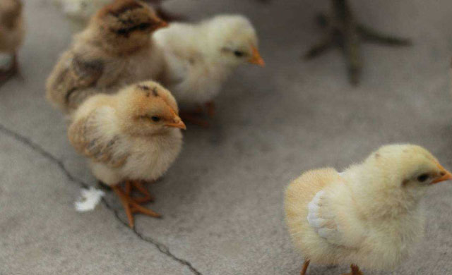 小鸡拉白屎有什么土办法,小鸡拉血屎是什么原因用什么药好