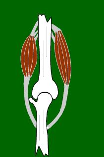 骨科张医生骨质增生,骨科赵医生骨质增生