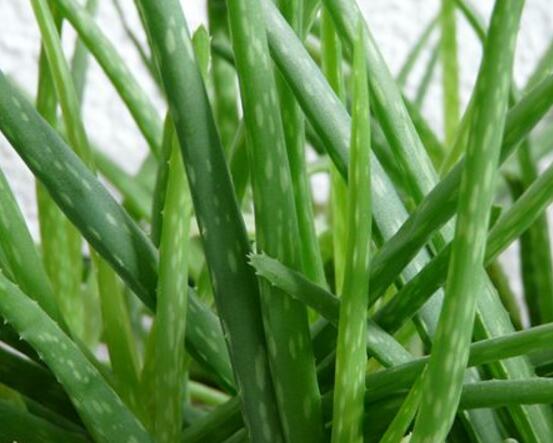 芦荟怎么修剪好看,芦荟怎么修剪啊