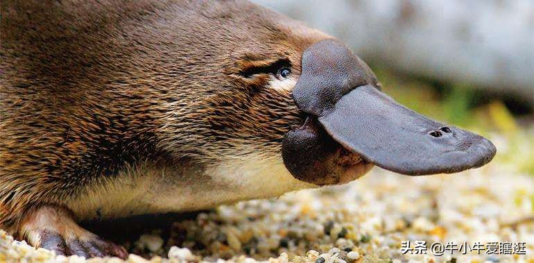 悉尼7日游自由行攻略,澳洲阿德莱德旅游攻略