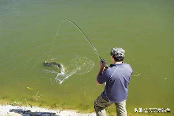 30度野钓草鱼怎么钓,野钓草鱼的几种有效钓法