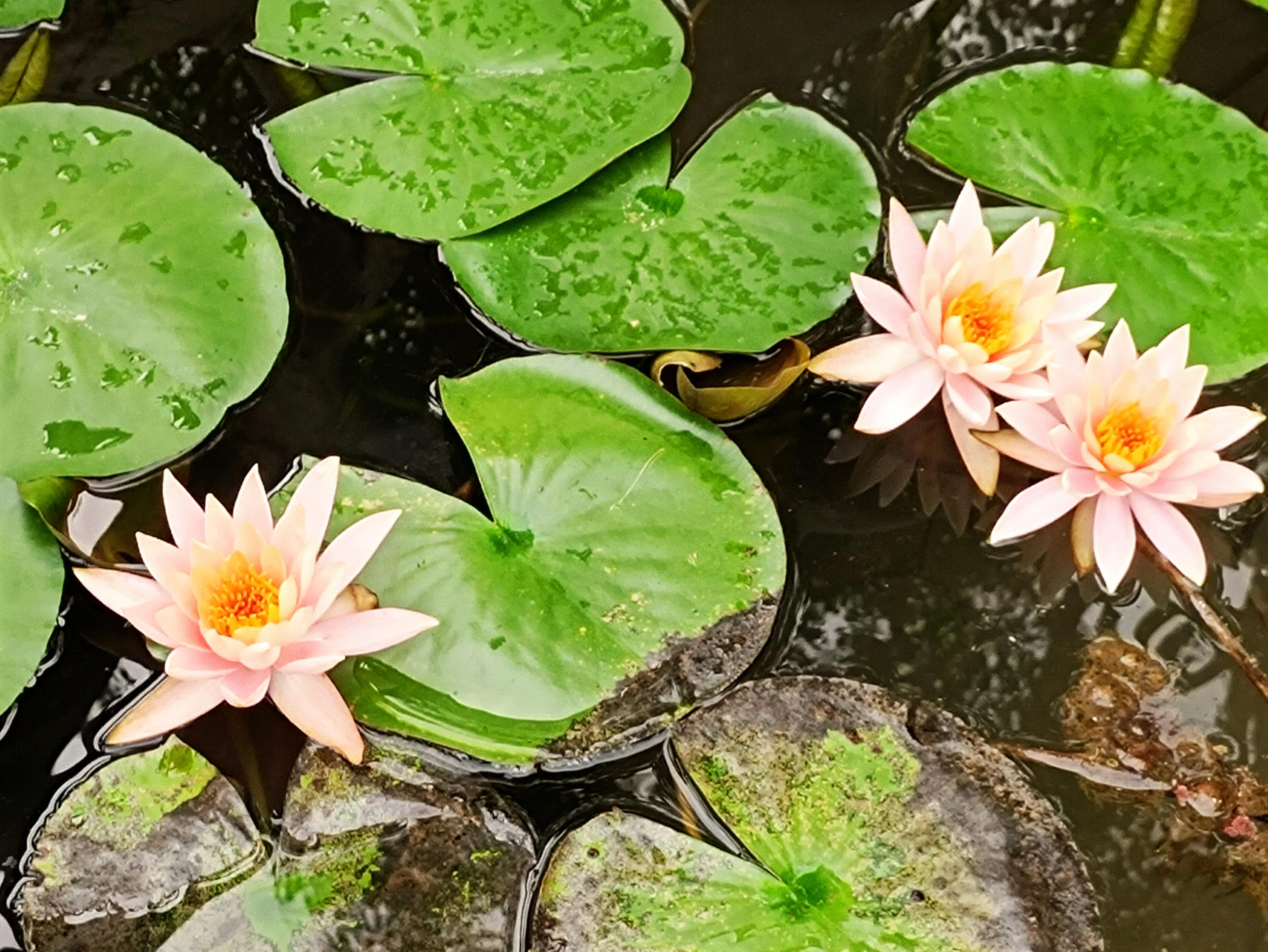 黄果树最佳旅游时间,黄果树旅游真实感受