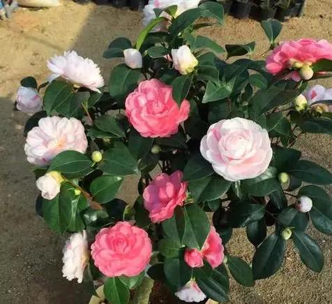 养花如何避免长杂草,养花土里的杂草怎么处理