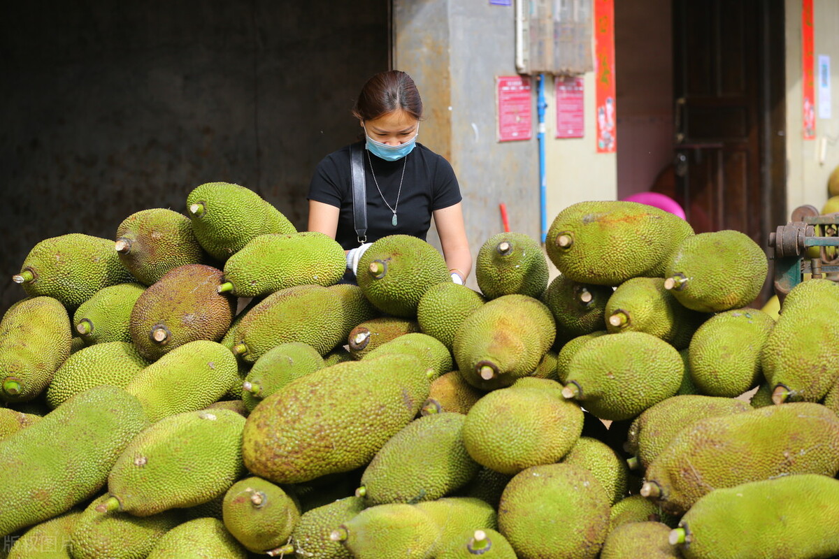黄肉菠萝蜜今日价格行情,榴莲菠萝蜜多少钱一斤