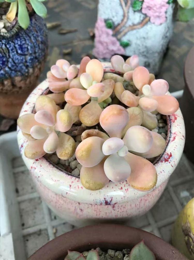 哪些多肉淋雨容易死,多肉怎么防止水腐病