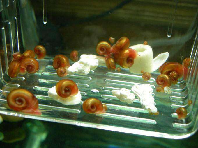 草缸苹果螺爆缸怎么处理,草缸养螺好吗