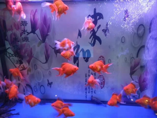 市场买的金鱼一般几个月能长大,刚买回来的金鱼应该怎么养呀