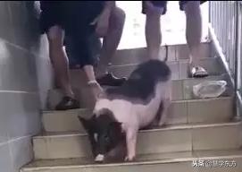 大学宿舍养猪被通报,大学生在宿舍养猪被通报批评