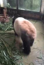 搞笑动图gif笑到肚子疼,搞笑动图gif图片