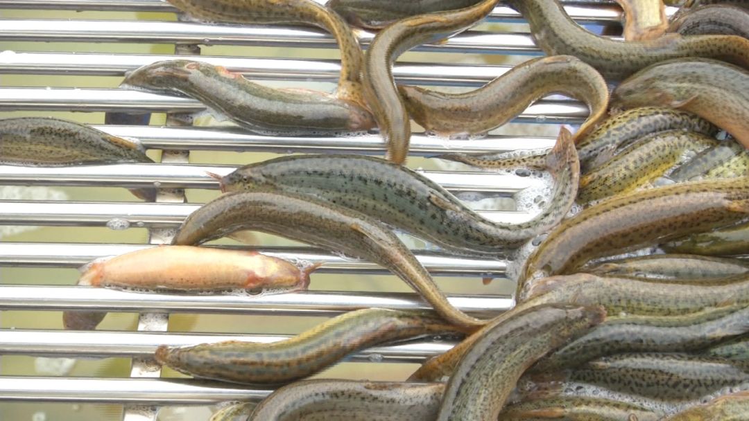 创富新发现：体质强健生长快，台湾泥鳅效益红火！