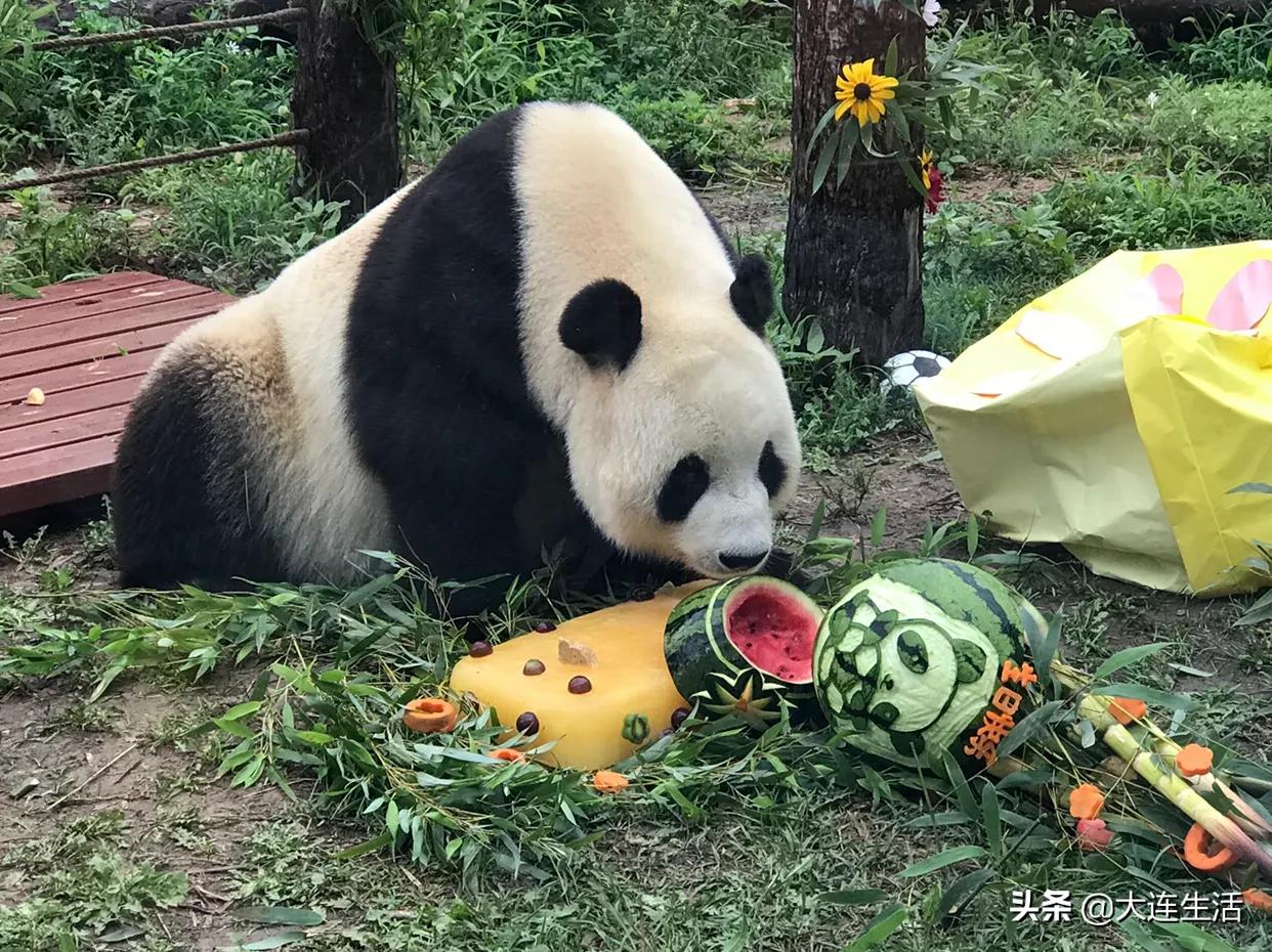 大连森林动物园熊猫生日会,大连森林动物园网红大熊猫