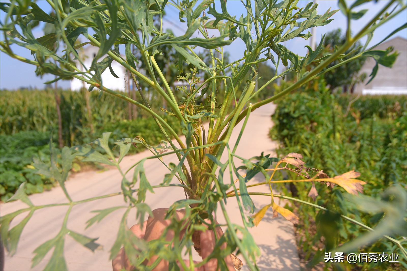 中药材防风田间管理,防风病害管理