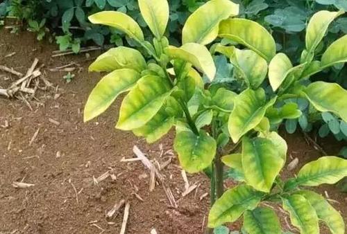 柑橘根受损,柑橘烂根自然修复